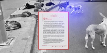 ankarada-sahipsiz-hayvanlar-icin-karar-alindi-tam-71-bin-695-tl-ceza-1741024105661.jpg