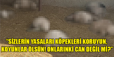 vatandastan-hayvan-haklari-yasasina-tepki-sizlerin-yasalari-kopekleri-koruyun-koyunlar-olsun-1624-20.jpeg