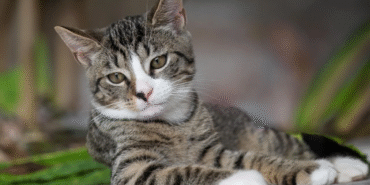 yeni-olumcul-salgin-kapida-kedi-gribi-alarmi-h1747979211-06e96a.png