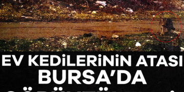 907059-ev-kedilerinin-atasi-bursa-da-goruntulendi-685ab7cb3a780.jpg