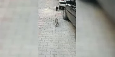 9562-corumda-anne-kedi-hasta-yavrusunu-tedavi-icin-veterinere-getirdi.webp.webp