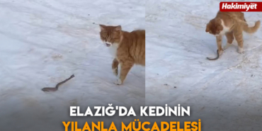 elazig-da-kedinin-yilanla-muca_1749989178_ajYSmb.jpg