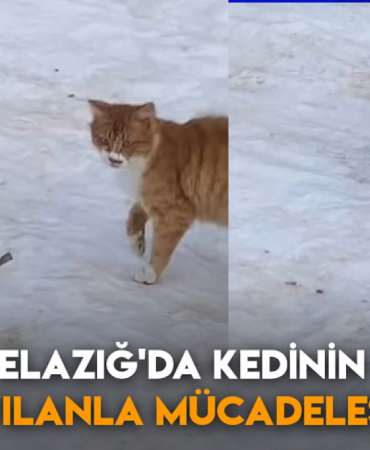 elazig-da-kedinin-yilanla-muca_1749989178_ajYSmb.jpg