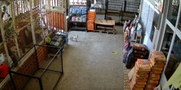 hastalanan-kedi-onca-kopegi-gecip-veterinere-sigindi-qx3p.jpg