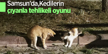 kedi-3.png