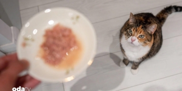 kedi-mamasindan-cikan-soke-etti-acilen-toplatiliyor-harg.jpg