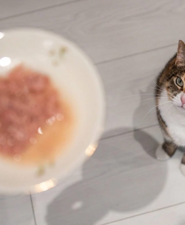 kedi-mamasindan-cikan-soke-etti-acilen-toplatiliyor-harg.jpg