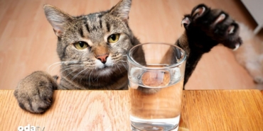 kediniz-esyalari-neden-iter-bilimsel-arastirmalarla-kedi-davranislari-d0ia.jpg