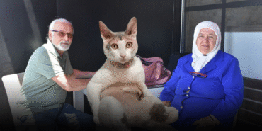 minibusten-firar-eden-kedi-sahiplerini-sivasta-birakti-geri-donmesini-bekliyoruz.png