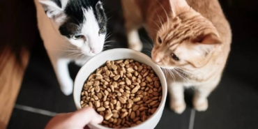 unlu-kedi-mamasinin-icinden-cikti-pet-shop-ve-marketlerden-toplatiliyor-suya.jpg