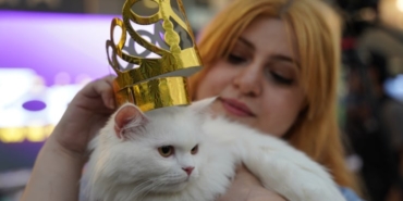 25-07-02-kedi-guzellik-festivali-irak-aa-2.jpg