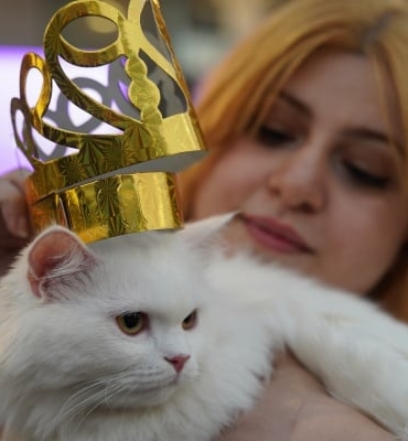 25-07-02-kedi-guzellik-festivali-irak-aa-2.jpg