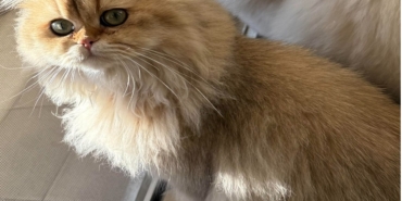 afyon-kedi-haberi.jpg