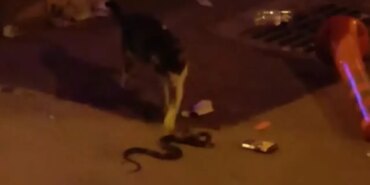 inegolde-nefes-kesen-mucadele-kedi-ve-yilanin-duellosu-kamerada-3234743.jpg