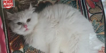 kayip-kedi-boncuku-bulana-10-bin-tl-odul-1752246484.webp.webp