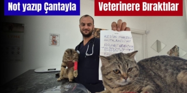 kedi-1.jpg