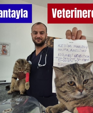kedi-1.jpg