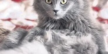 kedi-tuyu-oldurur-mu-1753804137189.jpeg