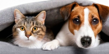kedi-ve-kopekjpg-A_iSZhBLMEeTWcH_2-k2xw.jpg
