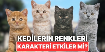 s-f1ad8ebf44c3b4f8a778e8165bcb010e62e80ef8.jpg