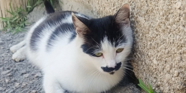 van-biyikli-kedi-4.jpeg