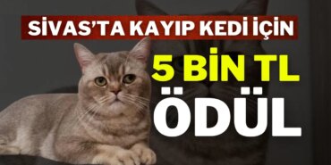 1156-sivasta-kayip-kedi-icin-5-bin-tl-odul.jpg