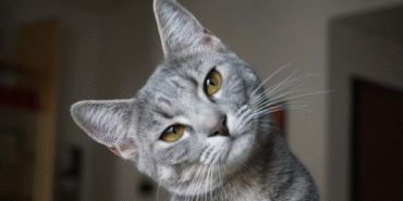 13-08-2025-kedi.png