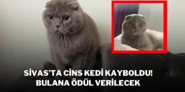 4122-sivasta-cins-kedi-kayboldu-bulana-odul-verilecek.jpg