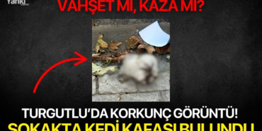 689dc5969cbdd_turgutluda-korkunc-goruntu-sokakta-kedi-kafasi-bulundu_h.jpg