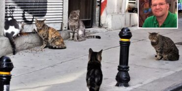 akcigerine-kedi-tuyu-kacan-adam-hayatini-kaybetti-18893682_9818_amp.jpg
