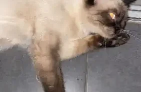 buyukada-sokaklarinda-tedirgin-gezinti-sahibi-aranan-cins-kedi-endise-yaratti-2.webp.webp