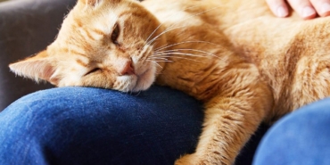 catsssssjpg-qAu8bTORKEi2nM1Yukg5CQ.jpg