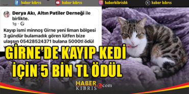 girnede-kayip-kedi-icin-5-bin-tl-odul-1850-2025-08-13_m.jpg