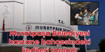 kedi-toplama.jpg