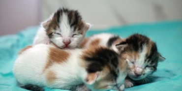 mersin-kedi-yavrulari-a-2340531.jpg