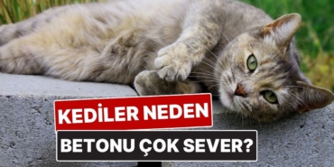 s-37220632dd3d168b15b3b7ceefcaeda28db69a27.jpg