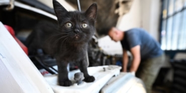 2025-09-21-cirak-kedi-aa-.jpg