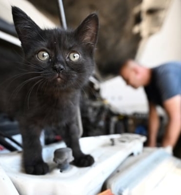 2025-09-21-cirak-kedi-aa-.jpg