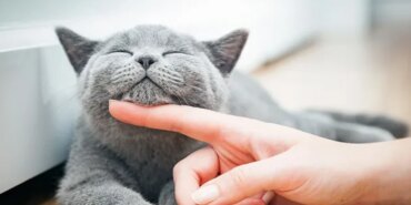 3055-kedi-tuyu-kanser-yapar-mi-uzmanlar-net-konustu.jpg