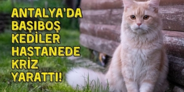 antalya-kediler-tasarim.jpg