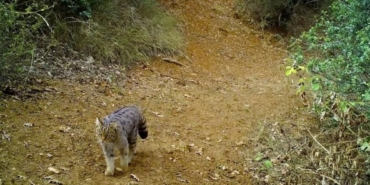 aw53434401.jpg