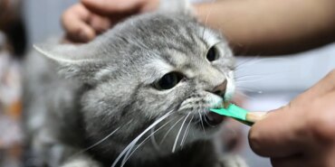 gorenler-sokta-zehirlenmis-kedi-kendi-basina-veteriner-klinigine-geldi-1758956447414.jpg