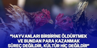 hayvan-haklari-savunucularindan-horoz-dovuslerini-kultur-olarak-niteleyen-tosunogluna-sert.jpg