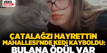 kedi-14.jpg