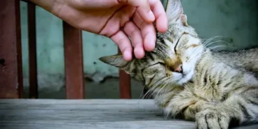 kedi7webp-xzEq5073jkiHKlVUJhmArA.webp.webp