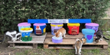 1854865-yogurt-kovalarindan-kedi-oteli-yapildi-68f7941408fac.jpg