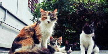 2025-10-14-kedi-pexels.jpg