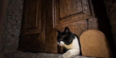 2025-10-27-topkapi-sarayi-kedi-kapisi-3-aa.jpg