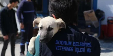 bodrum-belediyesinden-hayvan-dostu-politikalara-iliskin-aciklama-170510-20251004.webp.webp