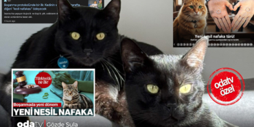 emsal-karar-dediler-ama-kedi-nafakasi-gercegi-s2av.jpg